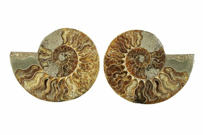 Cut & Polished, Agatized Ammonite Fossil - Madagascar #270260